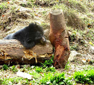Padmaja Naidu Himalayan Darjeeling Zoo