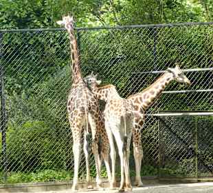 Hinter dem Zaun ist es schön grün
