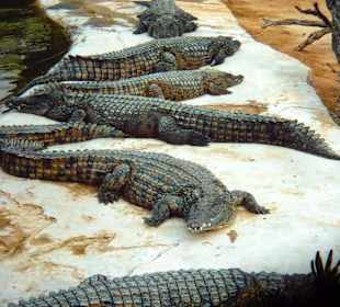 Krokodil-Farm / Djerba