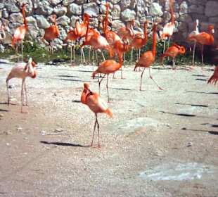 Flamingos im Xcaret Naturpark