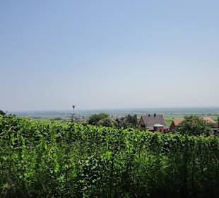 Blick in die Weinberge