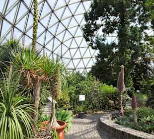 Im Kuppelgewächshaus des Botanischen Gartens