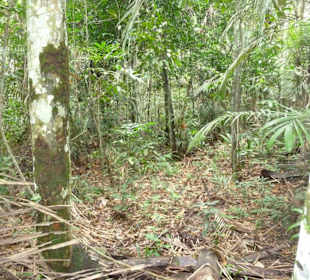 Im Dschungel