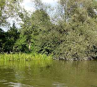 Der Kiessee von der Wasserseite