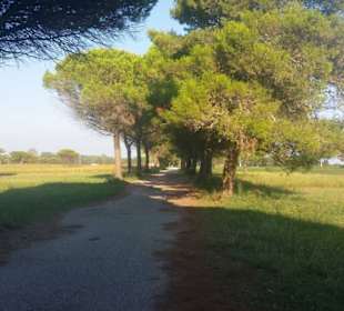 Zum Glück Bäume = Schatten pur