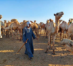Kamelmarkt El Shalateen