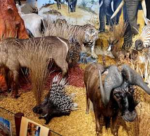 Wilden Tiere in Afrika