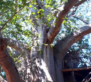 Baobab Baum