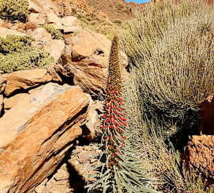 Pico del Teide