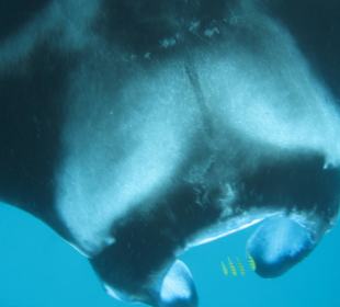 Wow! Nun aber nicht näher!