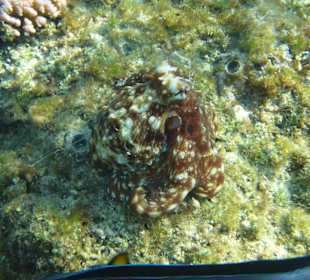 Ośmiornica lepsza niż kameleon