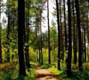 Walkway