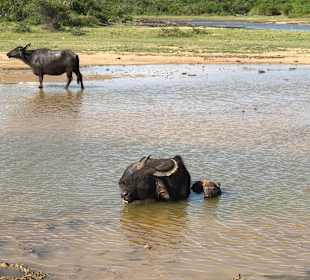 Yala Nationalpark