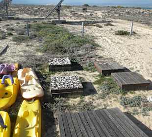 Getrocknete Seesterne