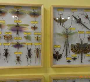 Manche davon leben in Europa