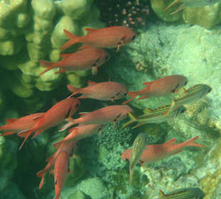 Kardinalbarsche und Freunde