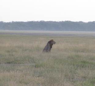 Löwe bei der Frühpirsch