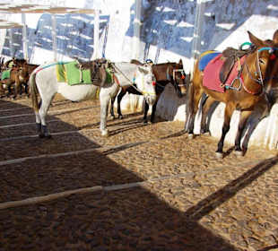 11.Tag Santorin Eselstation