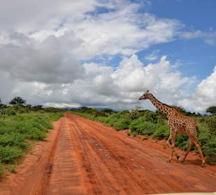 Tsavo Ost Nationalpark
