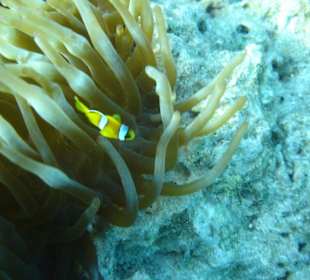 Unterwasserwelt am Riff