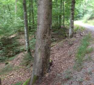 Altwege Rundwanderung Bebenhausen