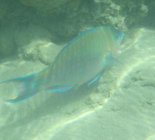 Neon unter Wasser beim Hotel Aldiana Makadi Bay