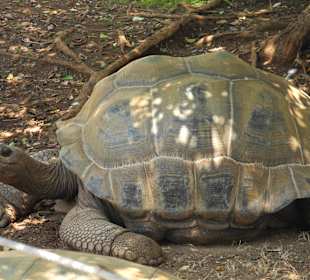 Большая черепаха