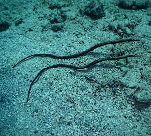 Schwanzlose Seenadeln ca.40 cm lang