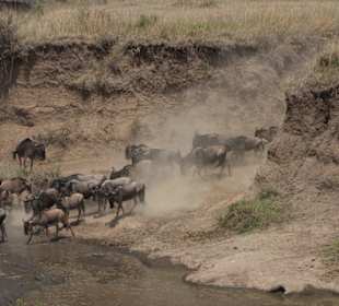 Gnu Migration / Masai Mara