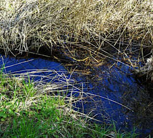 Mooriger Grund neben dem Weg