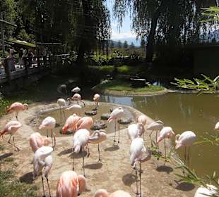 Flamingos