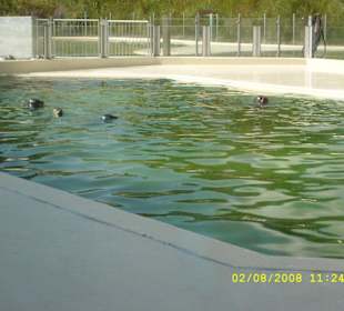 Schwimmbereich der Heuler