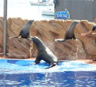 Seelöwenshow