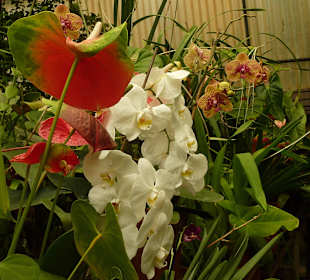 Orchidearium Madeira
