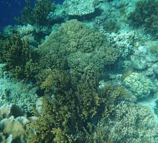 Hier gibt es viele Korallen