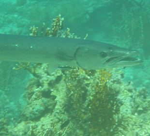 Barracuda - Beisserchen beim The Breakers Diving and Surfing