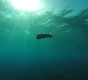 Tauchen am Riff