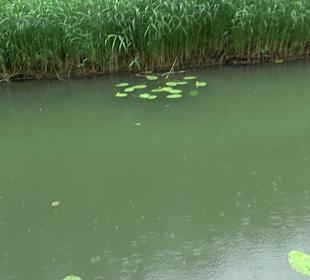 Fischlehrpfad Neu-Ulm