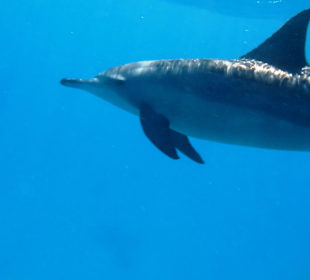 Traumstrand & Korallenriffe/Fische der Superlative