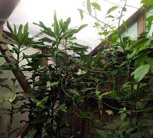 Das Dach ist geschlossen, wegen "Fluchtgefahr"