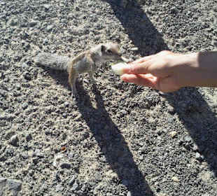 Am Leuchtturm füttern von Streifenhörnchen 