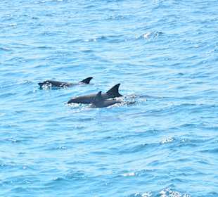 Delfin Tour Makadi Bay