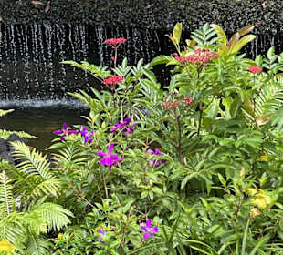 Botanic Garden Singapore