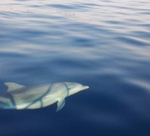 Dolphin Watching Adriatic