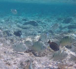 Hotelriff (vom Strand aus)