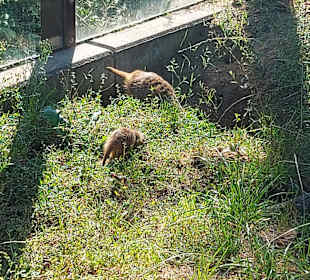 Wildpark Osterzgebirge