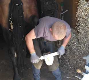 Hufe werden neu beschlagen