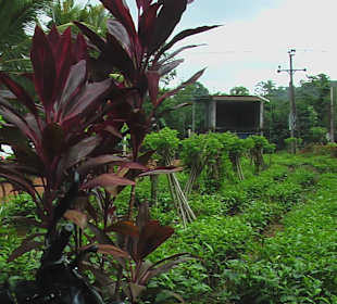 Paar Blumen und Sträucher