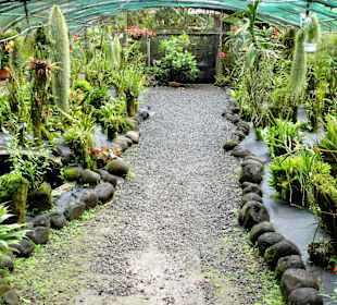 Abteilung der Saprophyten