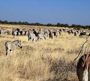 Zebras